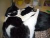 Pepper and Hamlet (napping)