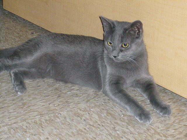 Timmy (pic. #5)