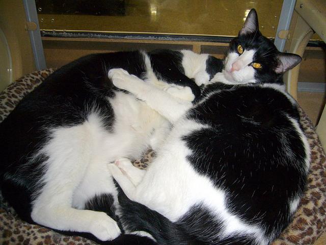 Pepper and Hamlet (napping 2)