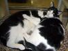 Pepper and Hamlet (napping 2)