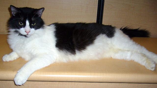 Georgie (pic. #2)