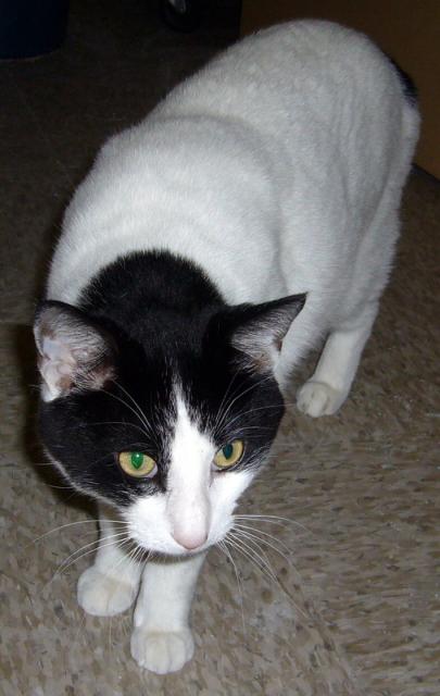 Cookie (of Cookie and Pepe)