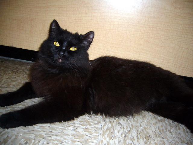 Abigail (pic. #2)
