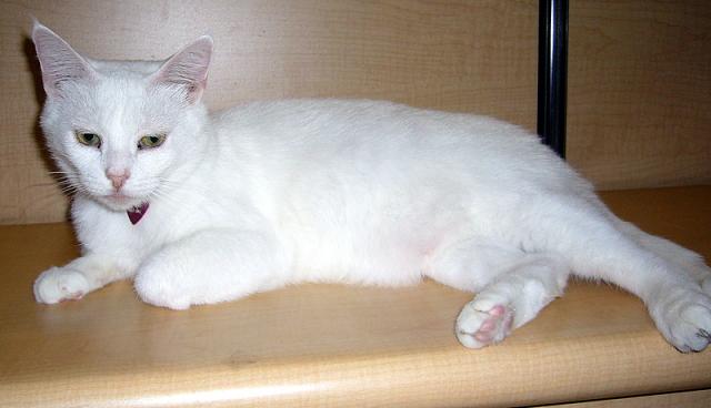 Princess II (pic. #2)