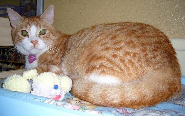 Opie (pic. #3)