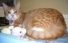 Opie (pic. #3)