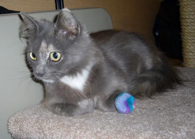 Bonita (pic. #1)