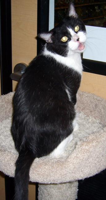 Tom Tom (pic. #1)