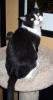 Tom Tom (pic. #1)