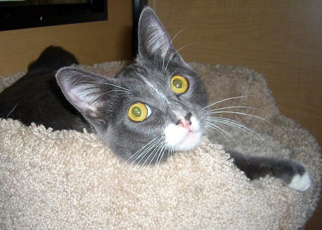 Gracie (pic. #1)