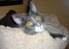 Gracie (pic. #1)