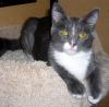 Gracie (pic. #2)