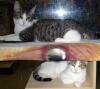 Toby and Tabitha (together)