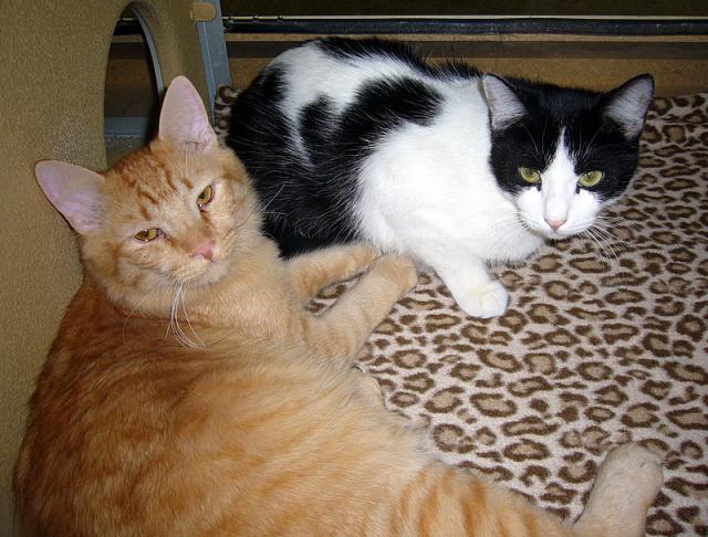 Sammy and Whiskey