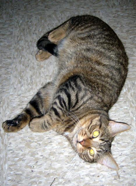 Felicity a.k.a. Ma Ma Felicity (pic. #1)