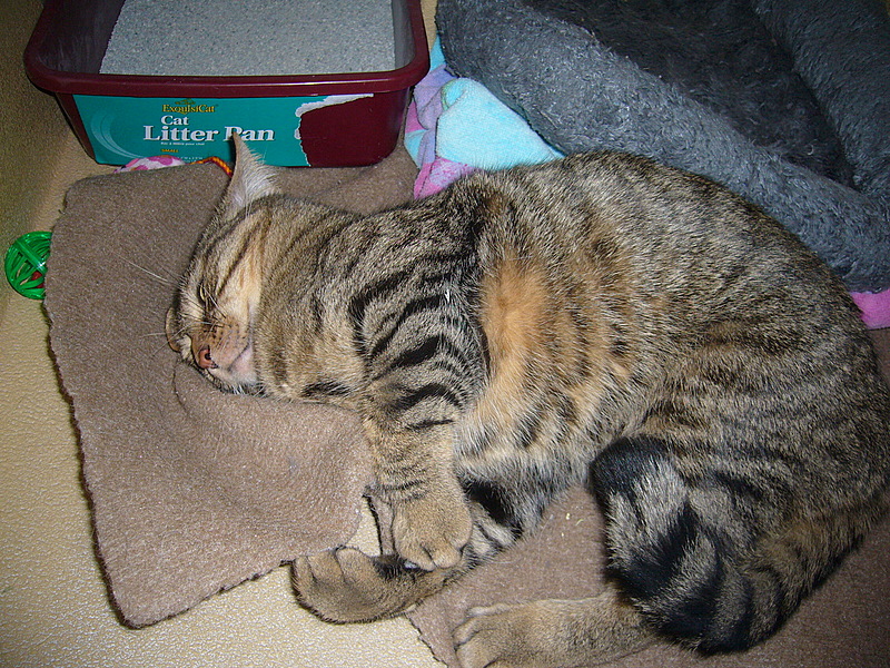 Felicity a.k.a. Ma Ma Felicity (pic. #2)