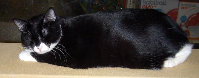 Ms. Mishi (pic. #1)