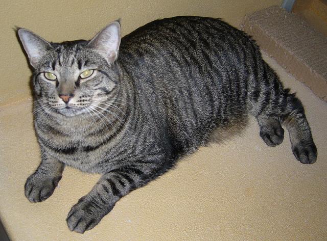 Baby Skeeter (pic. #3)