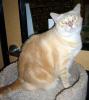 White Kitty (pic. #3)