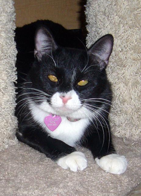Ms. Mishi (pic. #3)