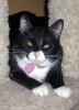 Ms. Mishi (pic. #3)