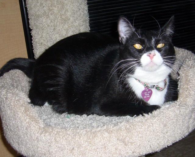 Ms. Mishi (pic.2)