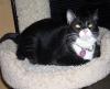Ms. Mishi (pic. #2)