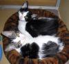 Lady and Clover