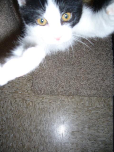 Clover (of Lady and Clover-pic. #1)