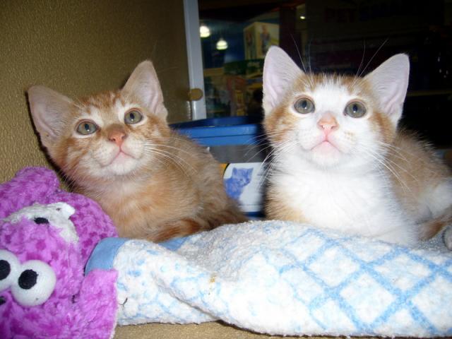 Duke and Count