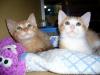 Duke and Count