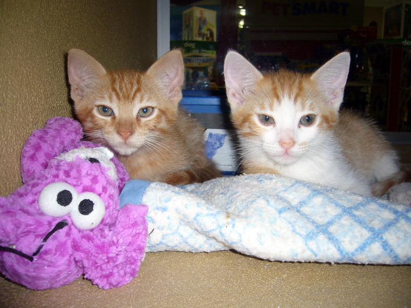 Duke and Count (pic. #2)