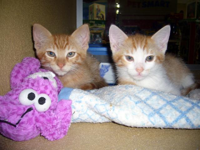 Duke and Count (pic. #2)