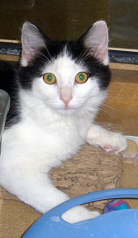 Pepper (pic. #3)