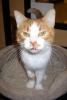 Fred (pic. #1)