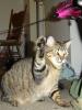 Pouncer (pic. #3)