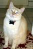 White Kitty (pic. #2)