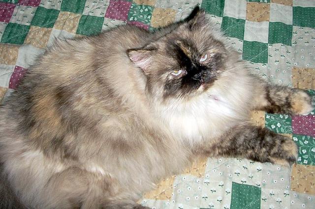 Sasha (pic. #2)