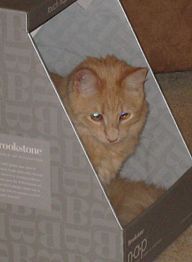 Toby (orange-pic. #2)