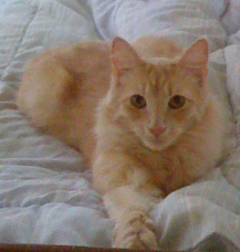 Toby (orange-pic. #3)