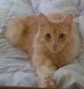 Toby (orange-pic. #3)