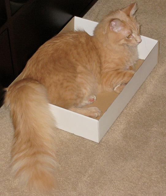 Toby (orange-pic. #1)