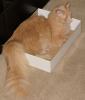 Toby (orange-pic. #1)
