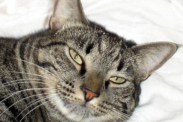 Baby Skeeter (pic. #1)