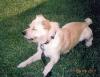 Corky the dog