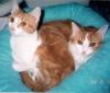 Aphrodite and Fluffy