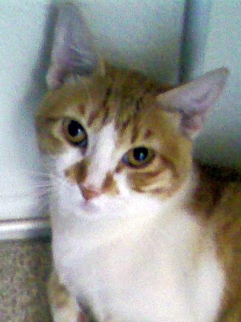 Horatio now Harper