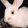 Timmy and Honey Bunny