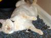 White Kitty (pic. #1)