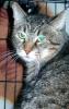 Buddy III (pic. #4)
